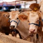 Kitle hastalık Hakkari’de ilk kez görüldü! Türkiye’de seferberlik