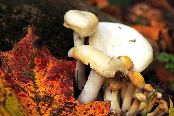 Mantarların gizemli dünyasını konuştuk! Dünyada yaklaşık 5 milyon mantar türü var: sadece 3 bini yenilebilir!