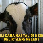 Deli dana hastalığı nedir ve belirtileri nelerdir? Deli dana hastalığı nasıl bulaşır? Ankara’nın ardından Bolu da ortaya çıktı!