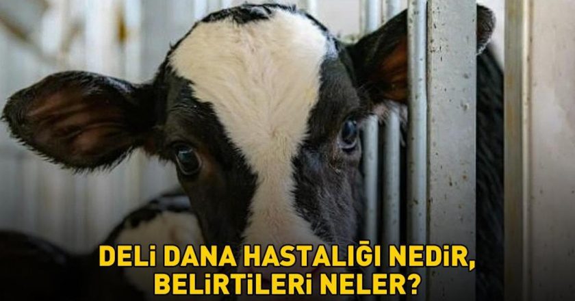 Deli dana hastalığı nedir ve belirtileri nelerdir? Deli dana hastalığı nasıl bulaşır? Ankara’nın ardından Bolu da ortaya çıktı!